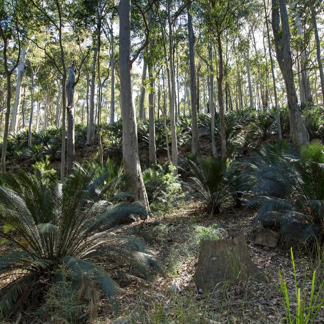 eucalyptus forest