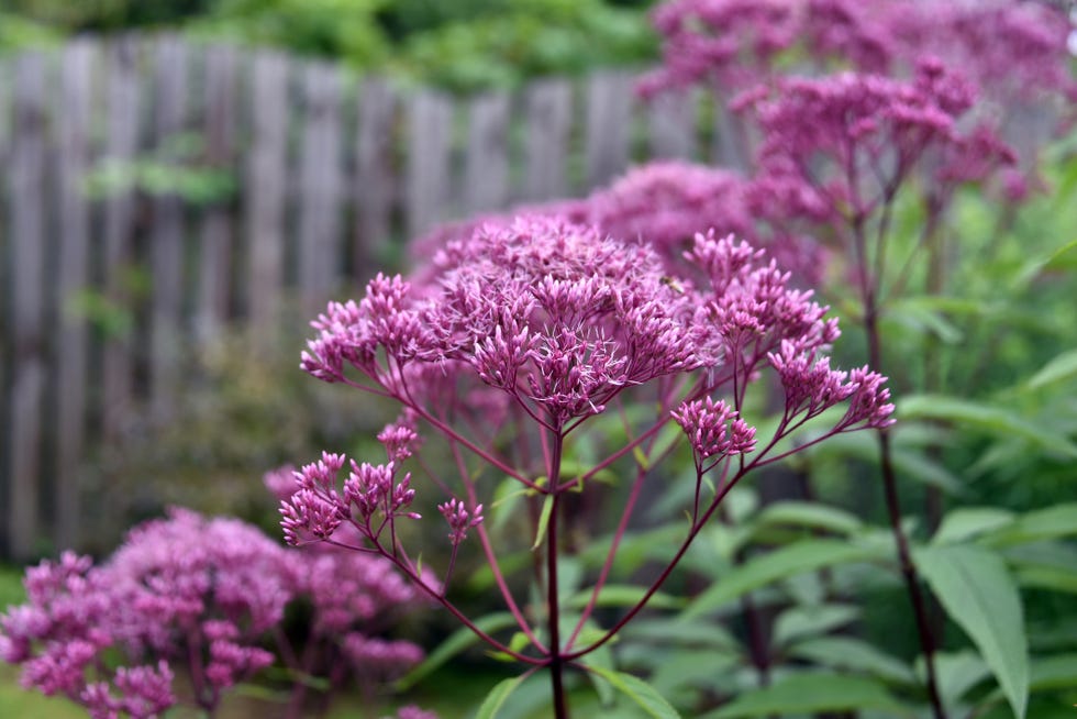 purple flowers of eupatorium in the autumn garden