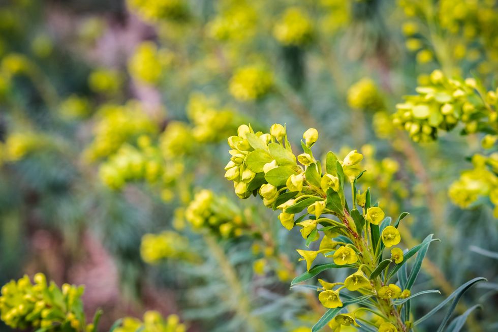Euphorbia characias "Wulfenii" flower