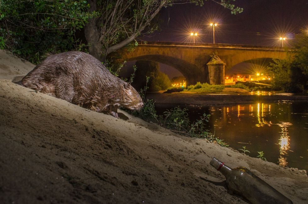 Een Europese bever loopt langs een rivieroever bij Grenoble in Frankrijk Deze bevers behoren tot de grote zoetwatersoorten waarmee het bij uitzondering goed gaat ze komen weer terug in gebieden waar ze ooit zijn verdwenen