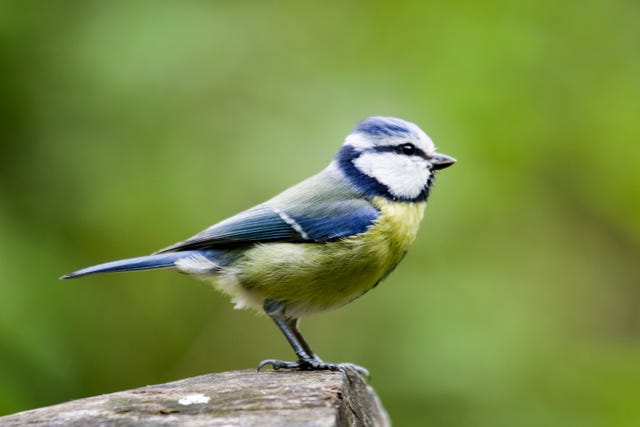 6 native garden birds to look out for in autumn