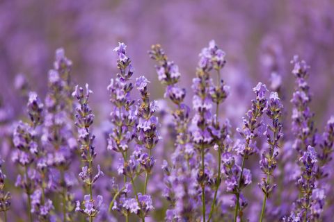 europe, france, vaucluse, lavender field in provence