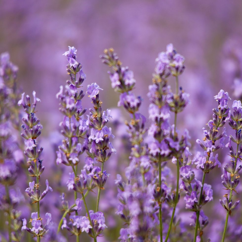 best groundcover lavender