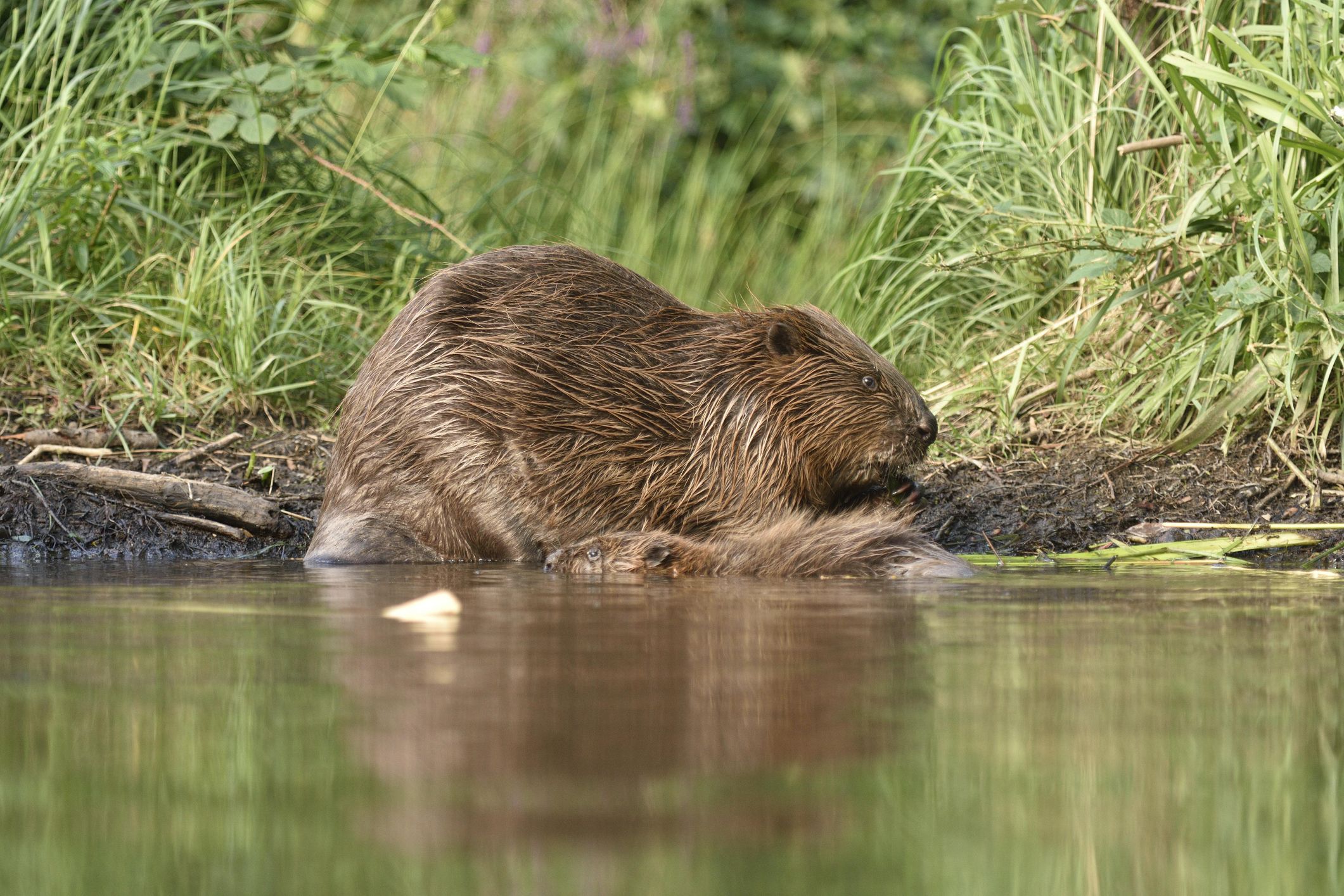 UK's First Wild Beaver Colony In 400 Years Is A Success