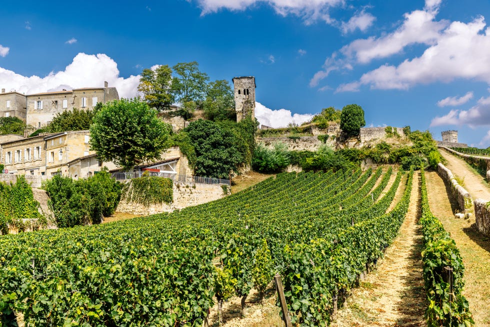 vineyard landscape featuring rows of green grapevines with historic stone buildings and a tower in the background