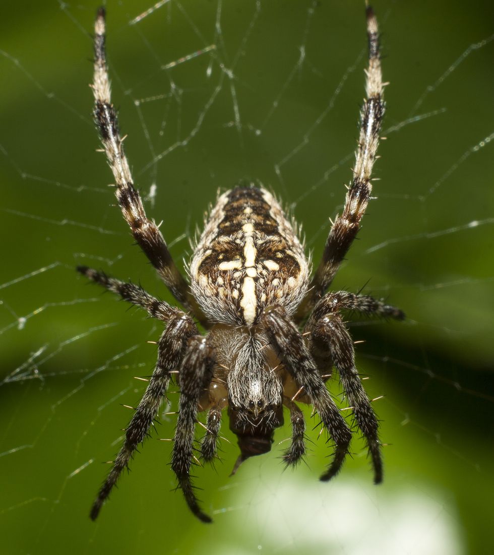 uk spiders – european garden spider