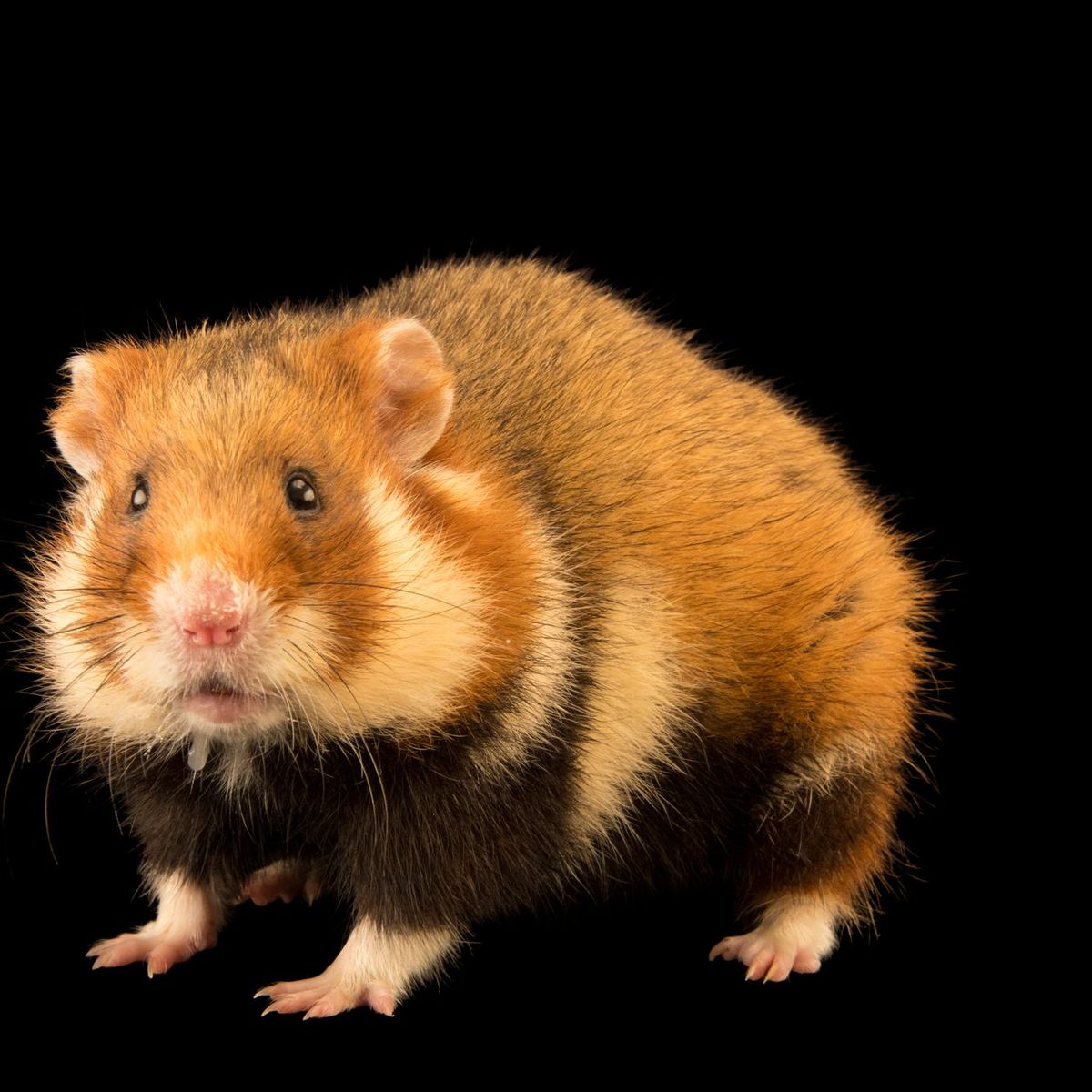 Brochure homoseksueel Millimeter s Werelds zeldzaamste wilde hamster ernstig bedreigd