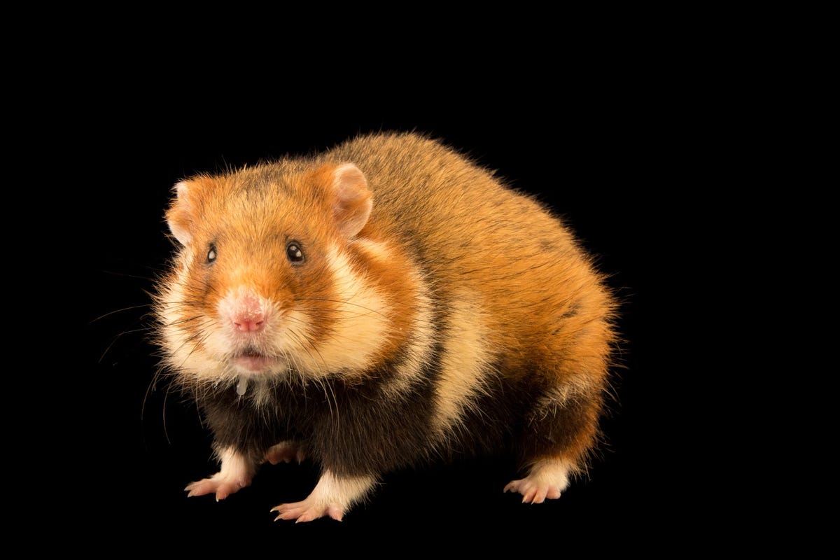 De Europese hamster die ook wel vaak de veldhamster wordt genoemd was ooit alomtegenwoordig in Europa en WestAzi