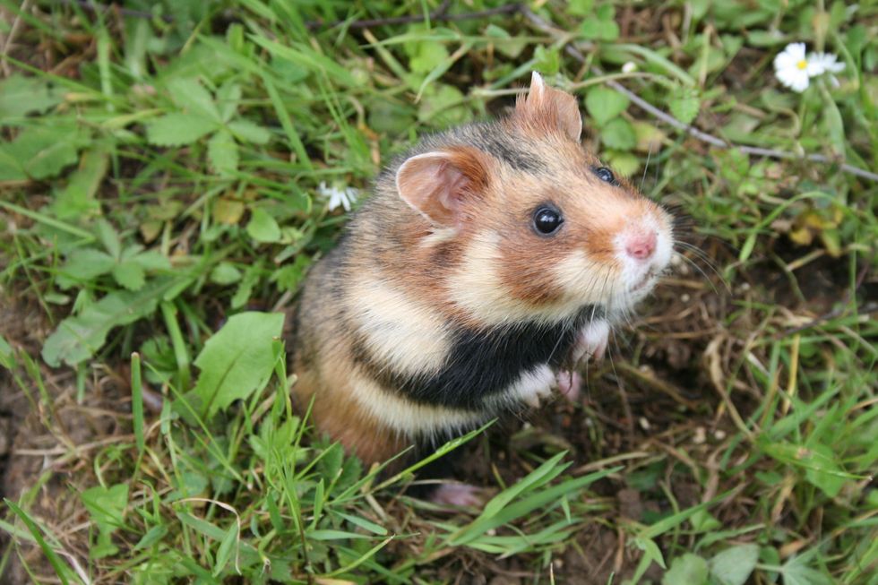 Deze in gevangenschap opgegroeide hamster verblijft in een afgeschermd gebied voordat hij weer in het wild wordt geplaatst in Frankrijk