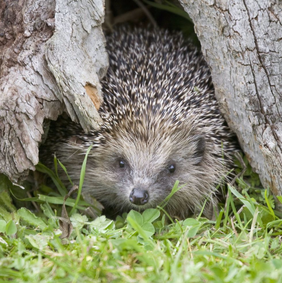 European Hedgehog (Erinaceus europaeus) in tree hollow, St Tiggywinkles, Buckinghamshire, UK