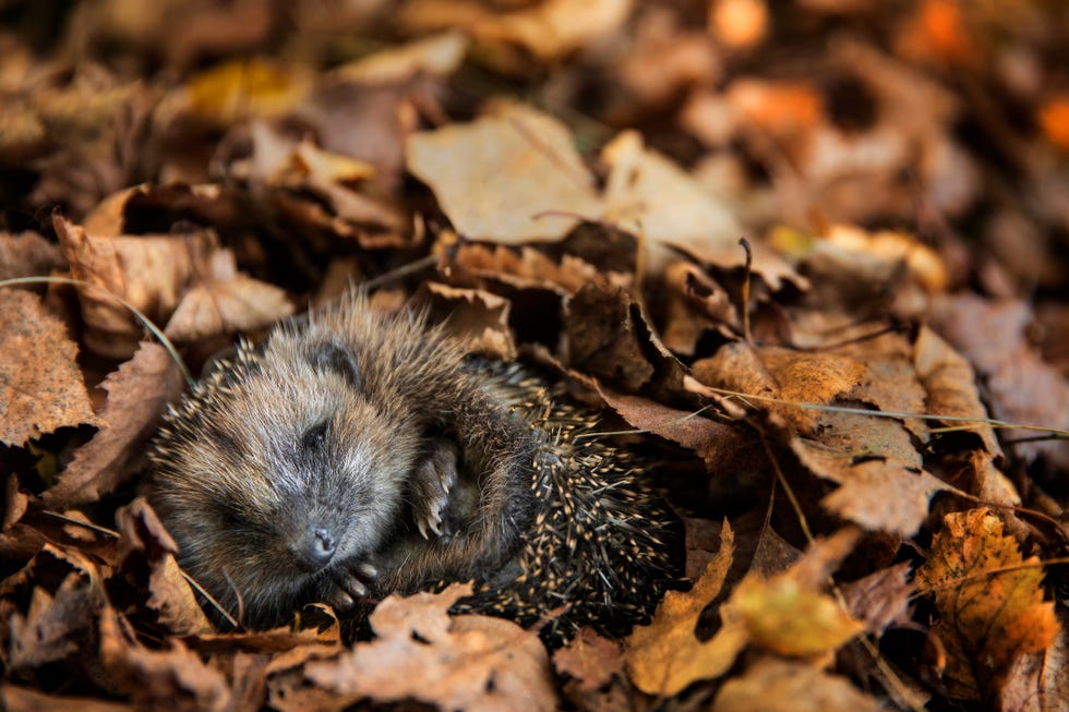 6 Ways To Enjoy An Eco-Friendly Bonfire Night