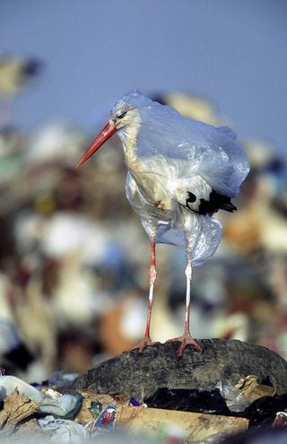 EUROPEAN WHITE STORK, CICONIA CICONIA, WRAPPED IN PLASTIC BAG AT DUMP. SPAIN.