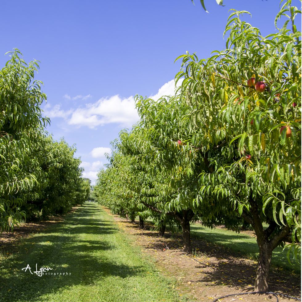 rows of apple trees in an orchard