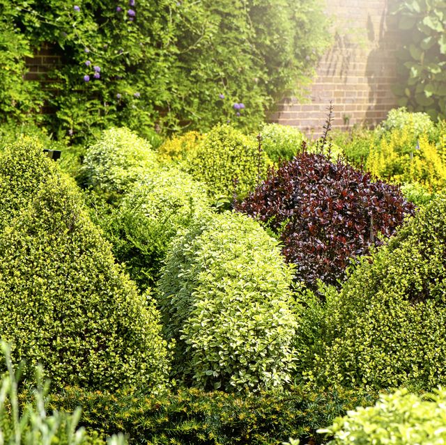 20 Best Evergreen Shrubs - Types of Evergreen Bushes