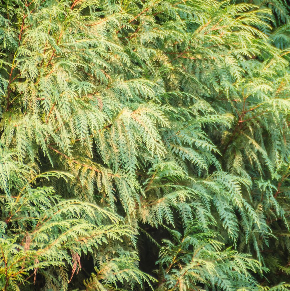 evergreen microbiota decussata siberian carpet cypress, russian arbor vitae tree background microbiota is a monotypic genus of evergreen coniferous shrub in the cypress family cupressaceae