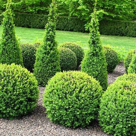 compact evergreen shrubs