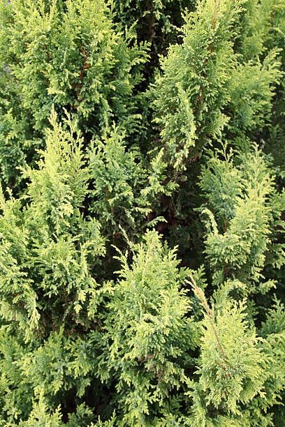 28 Evergreen Shrubs to Plant for Year-Round Beauty