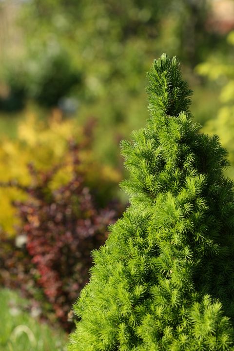 low maintenance shrub dwarf alberta spruce