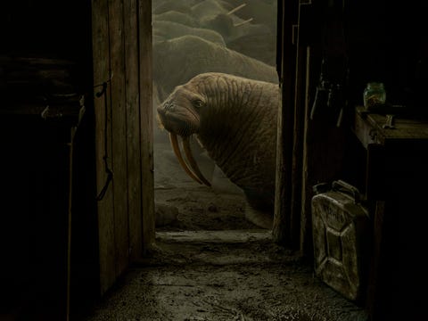 De hut trilde als de walrussen rond de hut waren schreefEvgenia Arbugaevain het magazine van december 2019 Arbugaeva geboren en getogen in het Russische Noordpoolgebied keerde naar haar geboortegrond terug om het tragere levensritme in dit ijskoude landschap vast te leggen Ze deelde zelfs gedurende twee weken een hut met een wetenschapper die walrussen bestudeerde We zaten drie dagen vast We moesten voorzichtig zijn om geen paniek te veroorzaken onder de ongeveer 100000 walrussen die zich rondom ons hadden verspreid Als ze bewogen of met elkaar vochten stond de hut te trillen