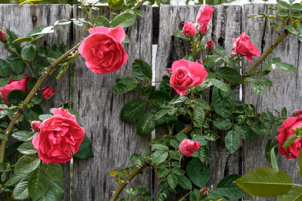 pink climbing roses on fence