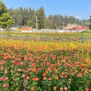 electric vehicle, whidbey island, orchard kitchen, orchard farmstand, a field of flowers