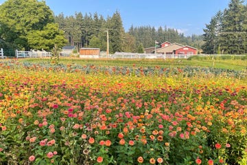 electric vehicle, whidbey island, orchard kitchen, orchard farmstand, a field of flowers