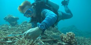 Underwater, Reef, Marine biology, Coral, Coral reef, Natural environment, Scuba diving, Organism, Underwater diving, Water, 