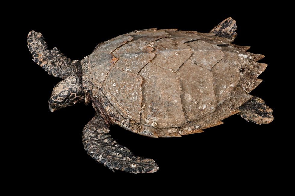 Een karetschildpad gefotografeerd bij het Australia Zoo Wildlife Hospital