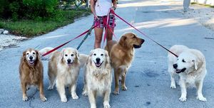jen golbeck walking a group of dogs including swizzle, venkman, hopper, guacamole, and chief brody