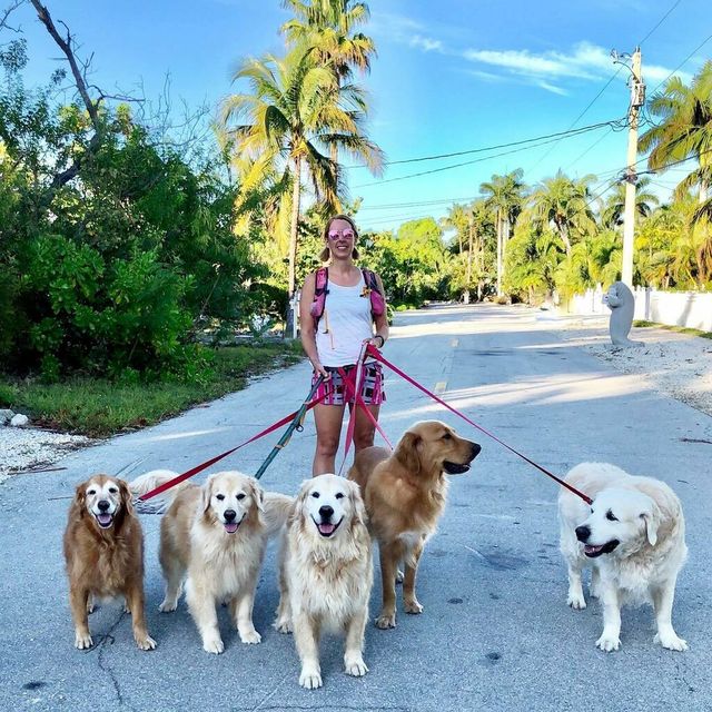 jen golbeck walking a group of dogs including swizzle, venkman, hopper, guacamole, and chief brody