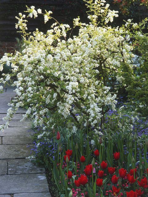 pearl bush in a flower bed with bluebells and red tulips