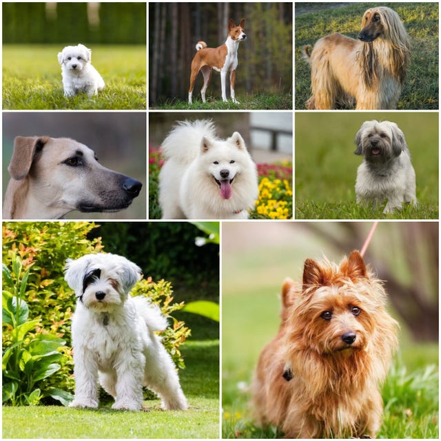 8 Dog Breeds With Exotic Origins