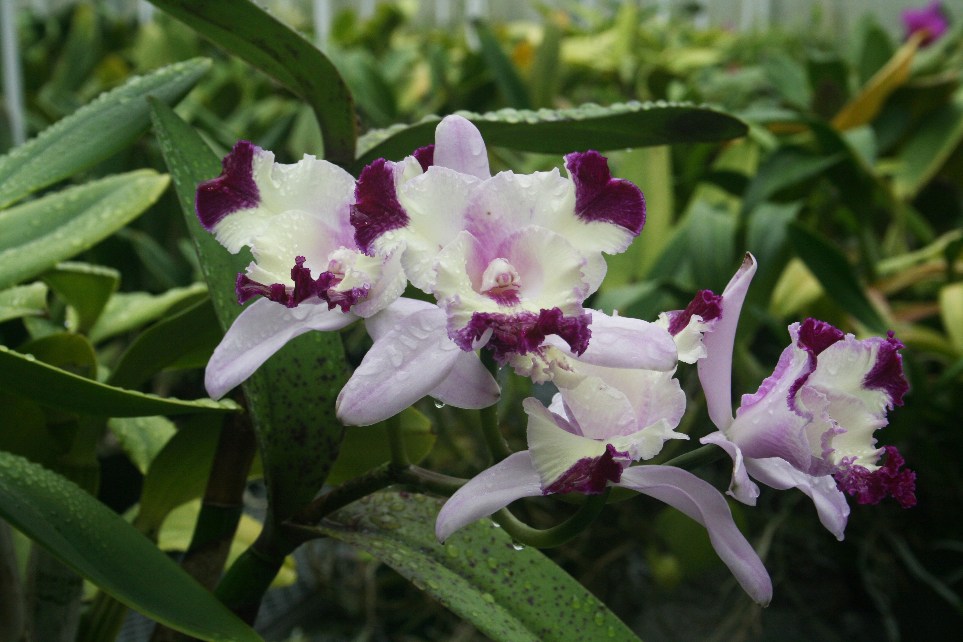 Top 10 Orchid Flower Plants - Types, Uses, And Maintenance – Plantlane