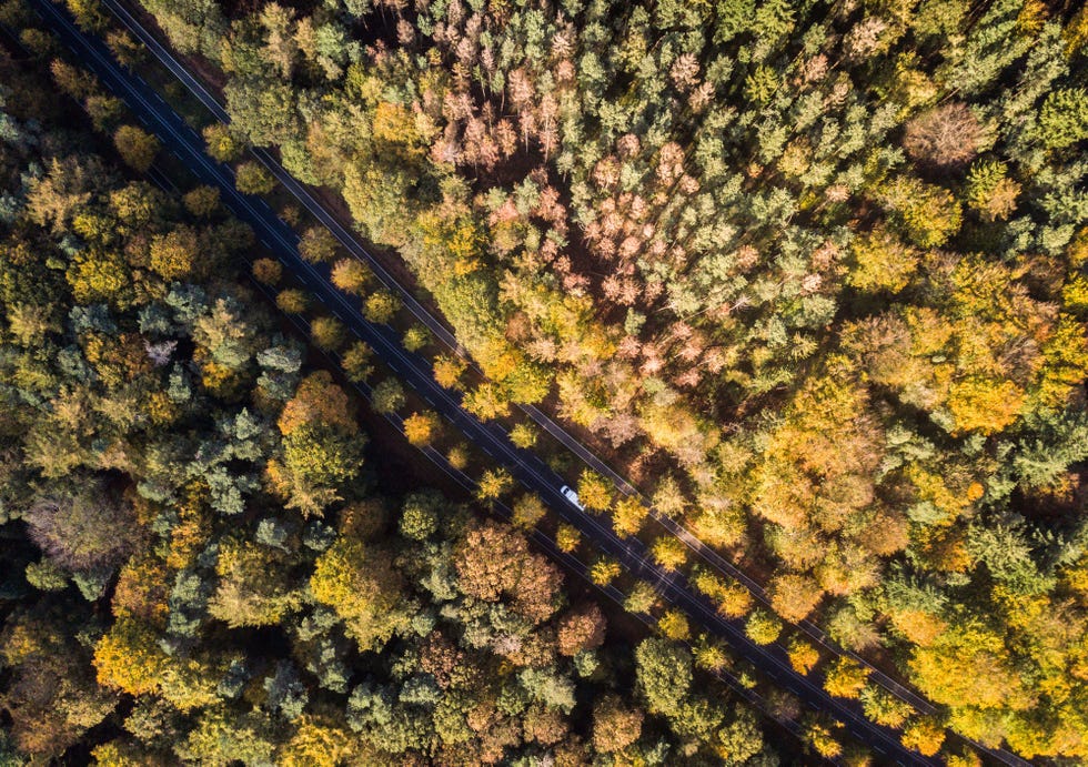 Dicht tegen de Duitse grens aan hangt er een paar weken per jaar een goudoranje gloed over het Montferland