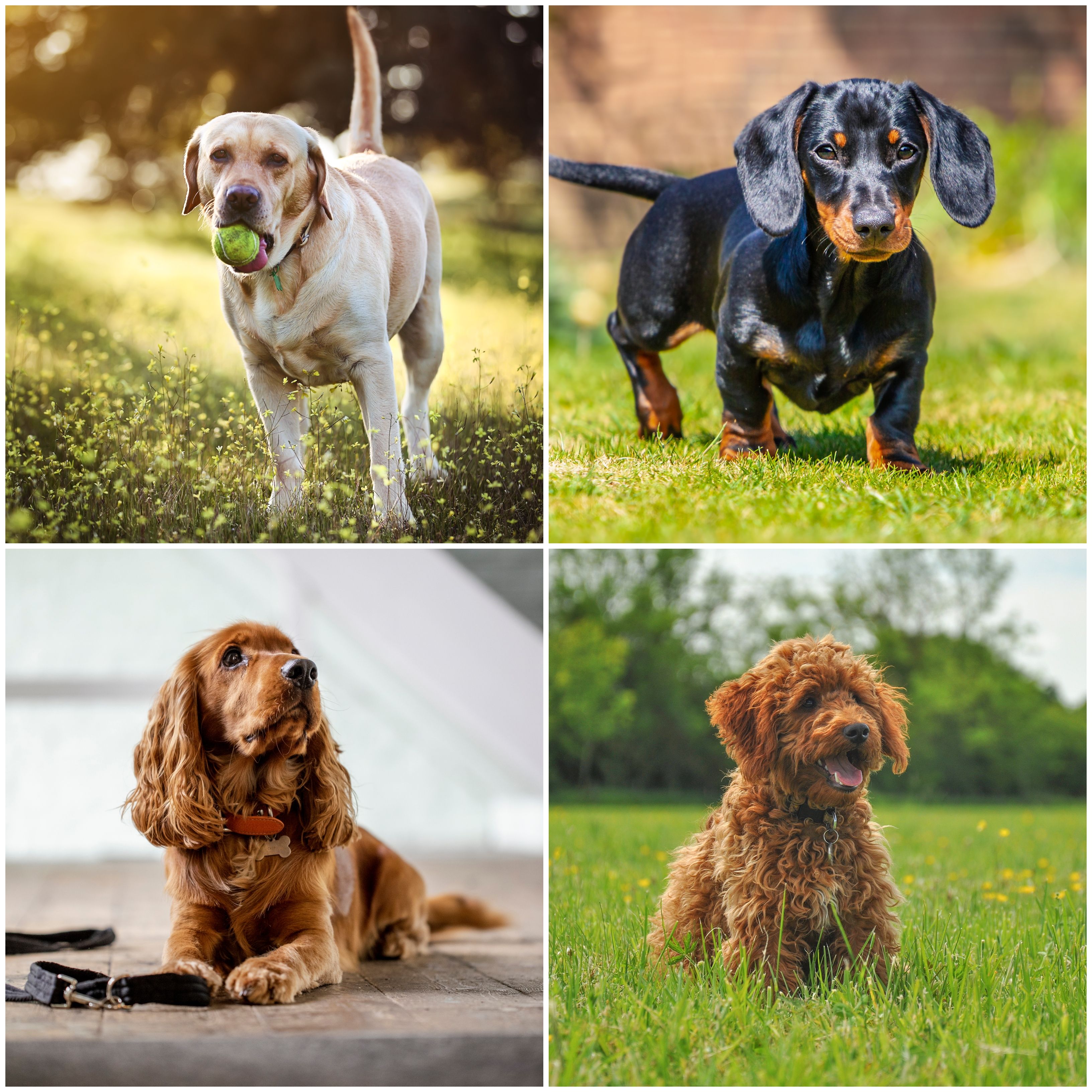 Dog breeds hot sale by price