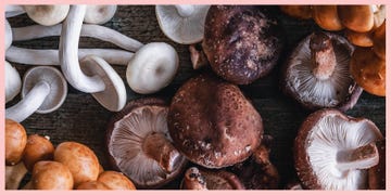 types of mushrooms