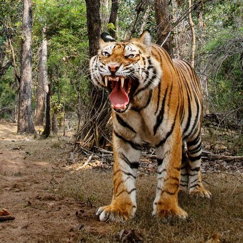In het Nationale Park van Bandhavgarh in de Indiase deelstaat Madhya Pradesh renden de mannetjestijgers weg van het cameraautootje maar deze tijgerin bleef lang genoeg hangen om te worden gefotografeerd