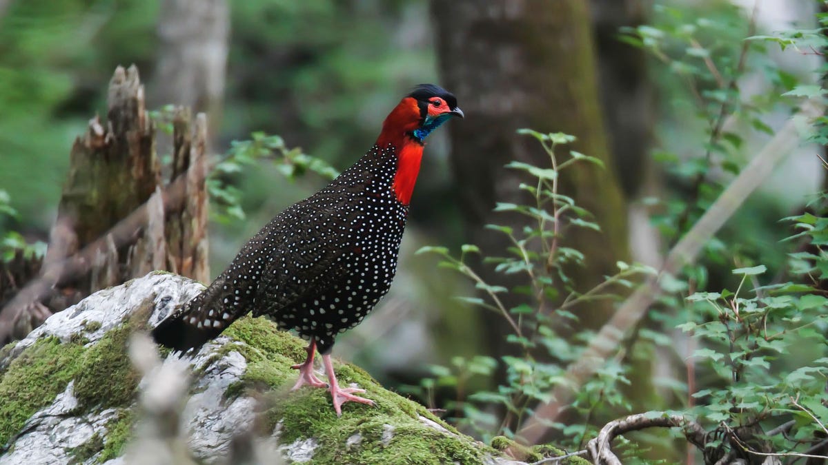 Mumnun Dhalaria had zich verdekt opgesteld in een vogelobservatiehut toen een jujuranamannetje op een rotsblok vlak voor me begon te roepen Ze vermoedde dat hij zijn territorium aan het verkondigen was aan andere roepende mannetjes in het gebied Maar Dhalaria zag een andere oorzaak voor de roep toen ze uit de obsersvatiehut verscheen Een jujuranavrouwtje had zich er vlak naast verstopt