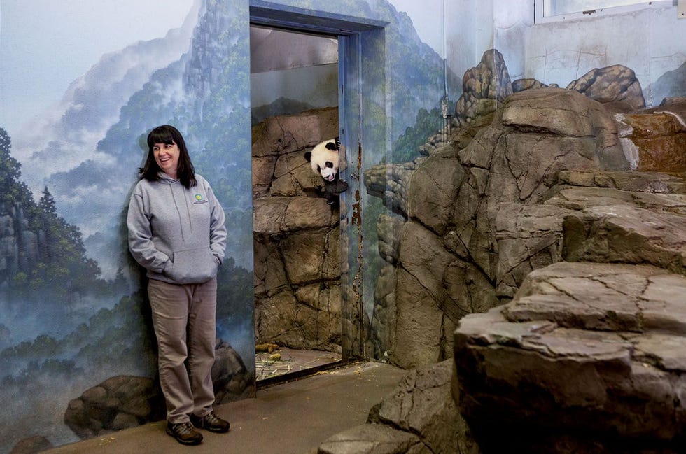 Bei Bei kijkt om de hoek van een ingang naar Laurie Thompson assistentcurator reuzenpandas van de National Zoo in Washington DC