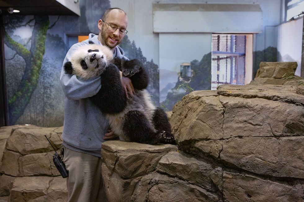 Bei Bei houdt ervan om met zijn verzorgers te knuffelen Marty Daurie weet precies waar hij de panda over zijn buik moet wrijven