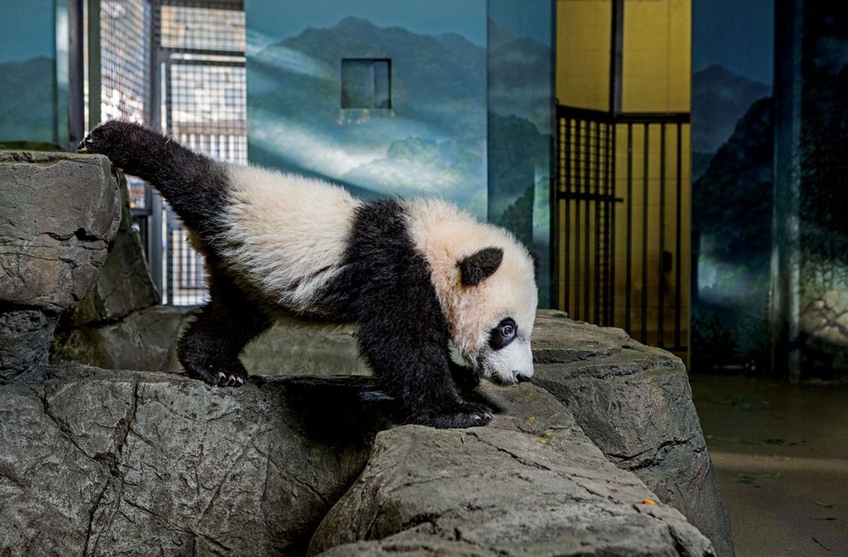In zijn verblijf strekt Bei Bei zich van de ene rots naar de andere uit Vanaf zijn geboorte was hij d publiekstrekker van de National Zoo
