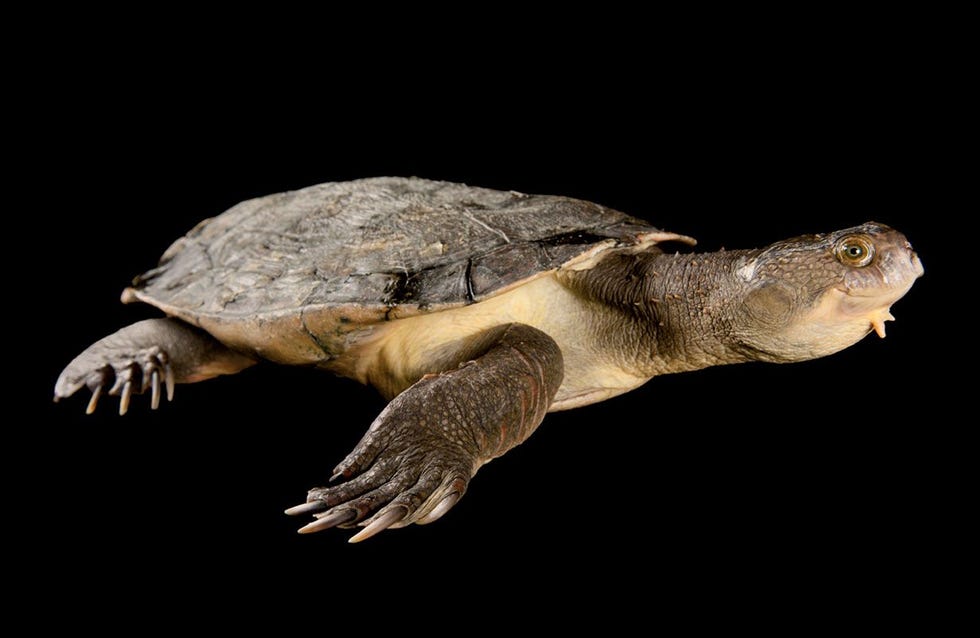 Een Mary Riverschildpad gefotografeerd bij hetLone Pina Koala Sanctuary in Queensland Australi