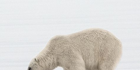 In het licht van de middernachtszon vond een ijsbeer iets naast een gat in het poolijs Rikardsens camera en bewegingssensor Het dier besnuffelde de camera en tikte hem het water in Een jaar later ondernam Rikardsen een expeditie om zijn camera terug te vinden