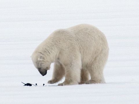Door de ijsbeer valt de camera in het ademgat