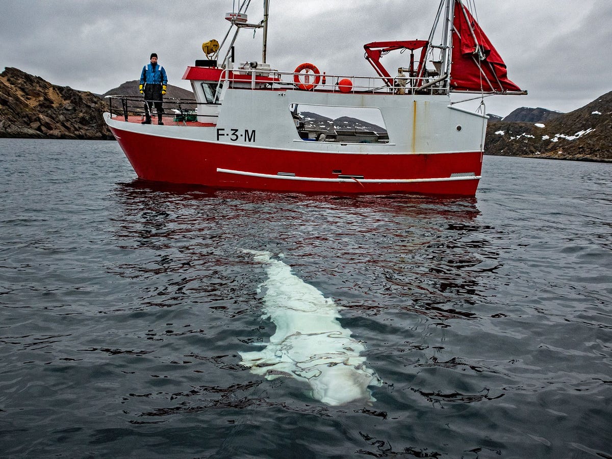 De witte dolfijn benaderde de bemanning van een vissersboot voor de noordkust van Noorwegen