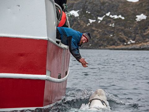 De bemanningsleden hielden de witte dolfijn bezig om ervoor te zorgen dat hij niet wegzwom en ze later het tuig konden verwijderen dat het dier omhad