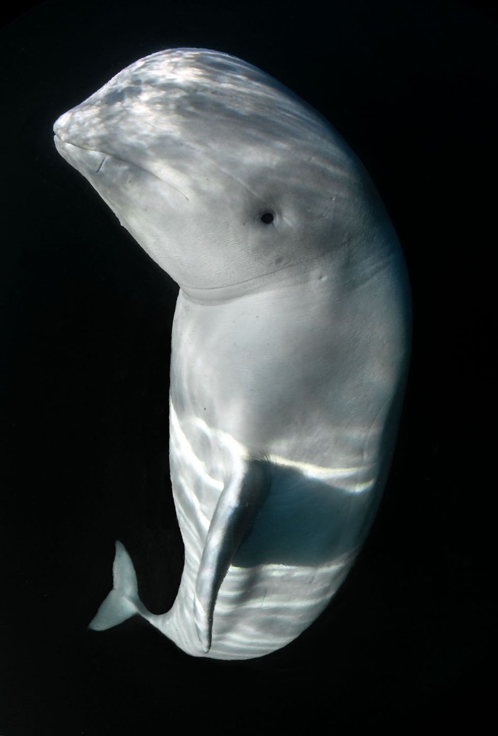 Fotograaf Audun Rikardsen slaagde erin dit onderwaterportret van Hvaldimir in Hammerfest te nemen toen hij van de kade wegzwom en door de witte dolfijn werd gevolgd