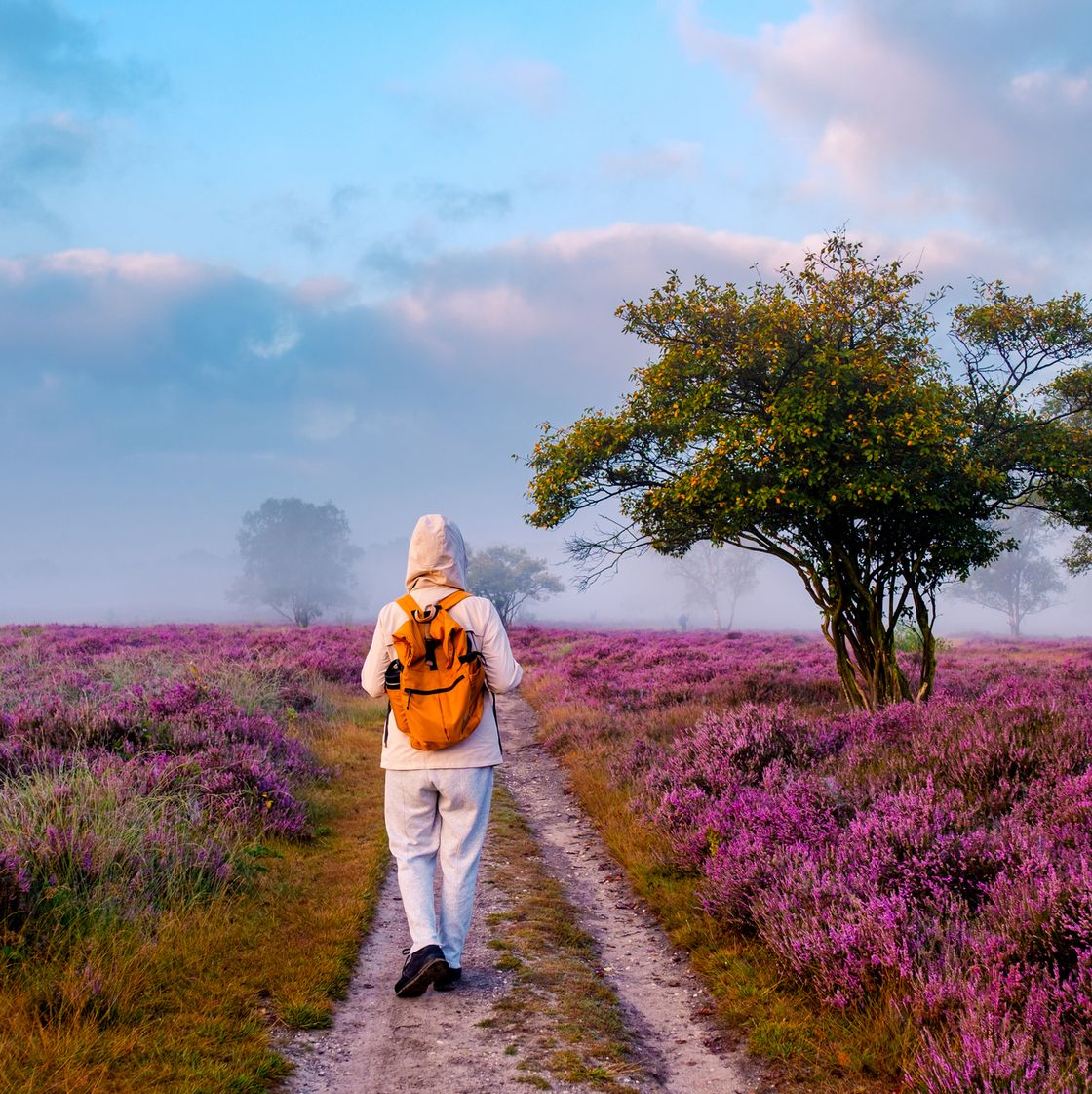 heidevelden op de veluwe