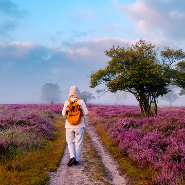 heidevelden op de veluwe