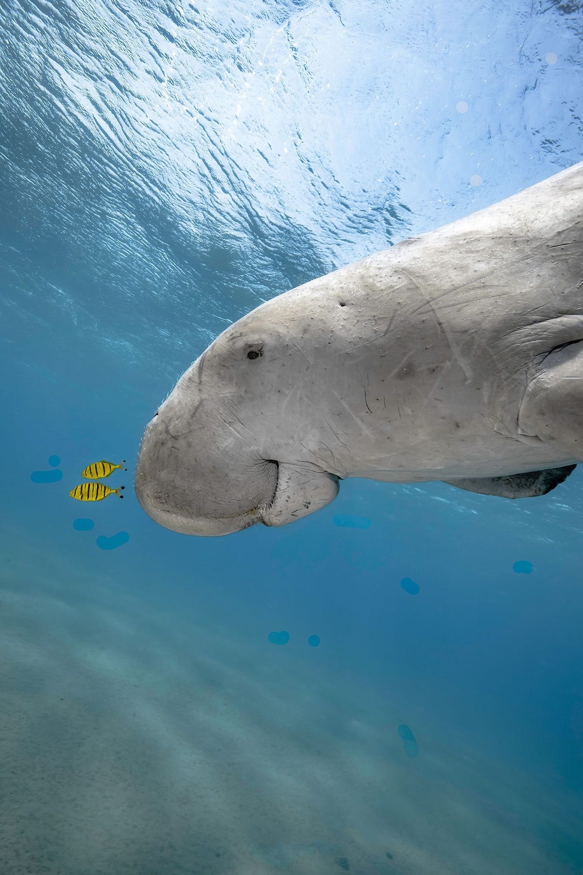 De doejong of Indische zeekoe is een verre neef van de olifant  en een evenzo vriendelijke planteneter Het dier wordt vaak aangezien voor de lamantijn een nauwe verwant